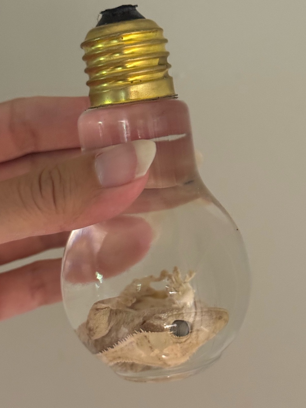 Oddities and Curiosities Preserved Crested gecko wet specimen in bulb jar